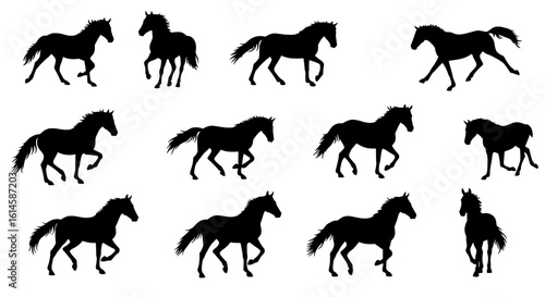 Equestrian Silhouette: An elegant depiction of horse movements. The black horse moves rhythmically creating a captivating interplay of light and shadow.