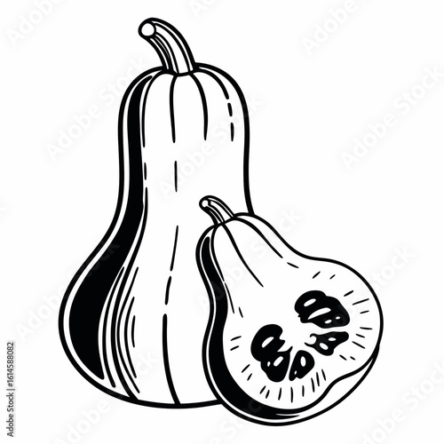 Vector art of a simple line drawing of a butternut squash, with one squash cut in half to show the seeds