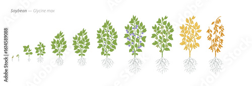 Soybean growth seed to harvest stages