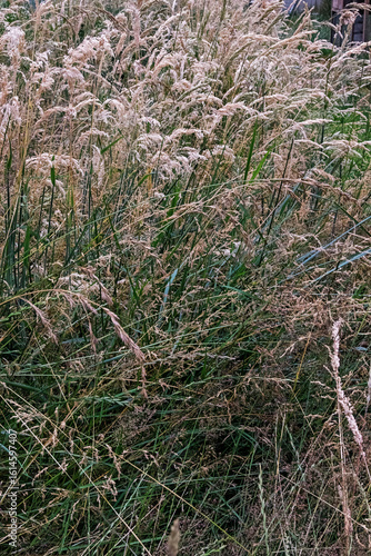 Tall summer grass growing on the farm