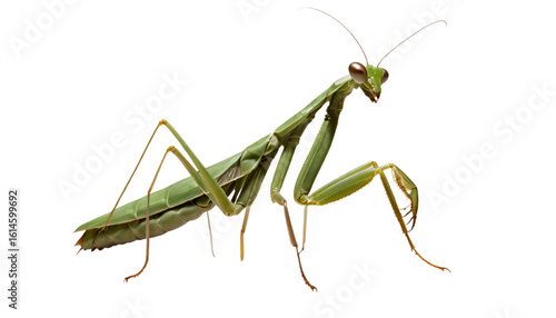 A praying mantis in side profile, standing tall with raised forelegs. Light source from the left creates a crisp shadow on the surface beneath, mimicking real light falloff, transparent PNG background
