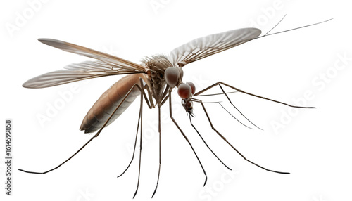 A mosquito in flight, long legs dangling, slender body angled downward. Beating wings blur slightly for motion effect, sharply isolated on transparent PNG background.
