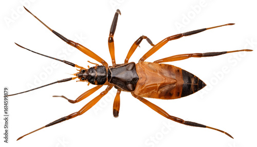 An assassin bug from top view, spindly legs and narrow orange-brown body with sharp proboscis visible. Symmetrically aligned on transparent PNG.
