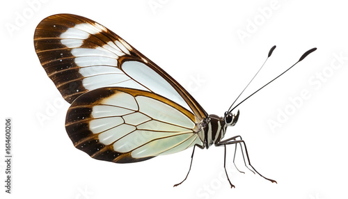 A glasswing butterfly with translucent wings edged in dark brown and white spots. The wings glow with faint reflections, delicate leg details in side view, sharply cut and centered on transparent back