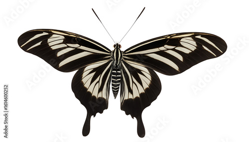 A zebra longwing butterfly, wings stretched out with narrow black and white stripes in perfect symmetry. Shown in a left-side perspective, crisp shadows and antenna detail preserved on transparent PNG