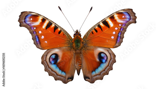 A peacock butterfly displaying bright eye spots on its rusty orange wings. The image captures the insect in a slightly angled side view, high-resolution and cleanly isolated on transparent PNG backgro