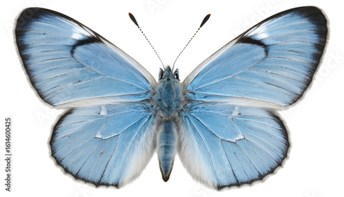 A common blue butterfly from top view, powder blue wings outlined in white and thin black edges. High-resolution texture details on wings and body fuzz, isolated cleanly for transparent PNG.
