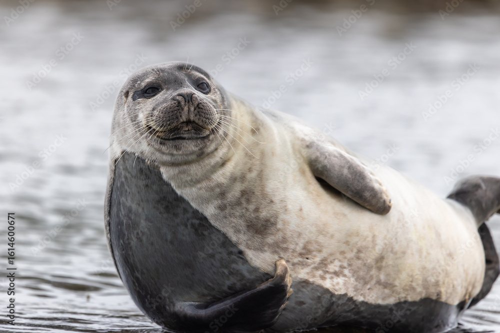 Fototapeta premium Harbor Seal (phoca vitulina) resting on rock, Svalbard, Norway