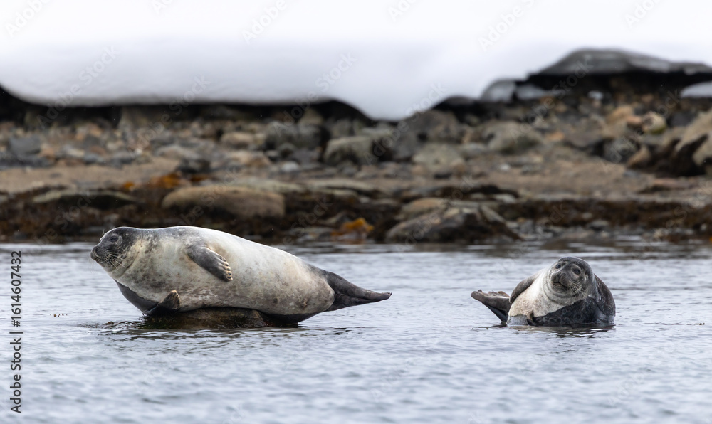 Fototapeta premium Harbor Seals (phoca vitulina) resting on rock, Svalbard, Norway