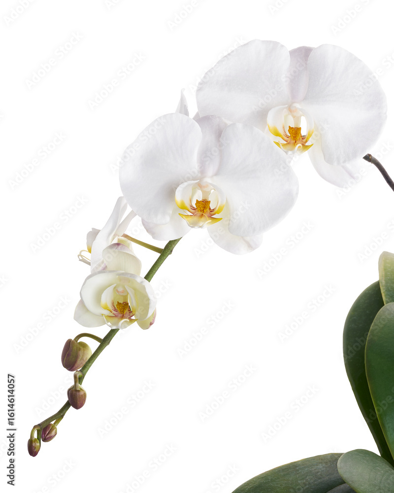 Obraz premium White Phalaenopsis Orchid, Moth Orchids isolated on white background, with clipping path 