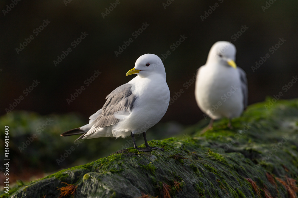 Fototapeta premium Black-Legged Kittiwake (rissa tridactyla) on a rock with moss in Svalbard, Norway 