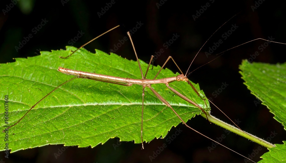Obraz premium Stick insect on a leaf