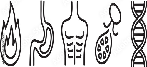 Doodle Line Icons of Human Metabolism Fire Symbol for Energy Burn, Digestive Tract, Muscle Growth, Food-to-Energy Conversion, and DNA Spiral