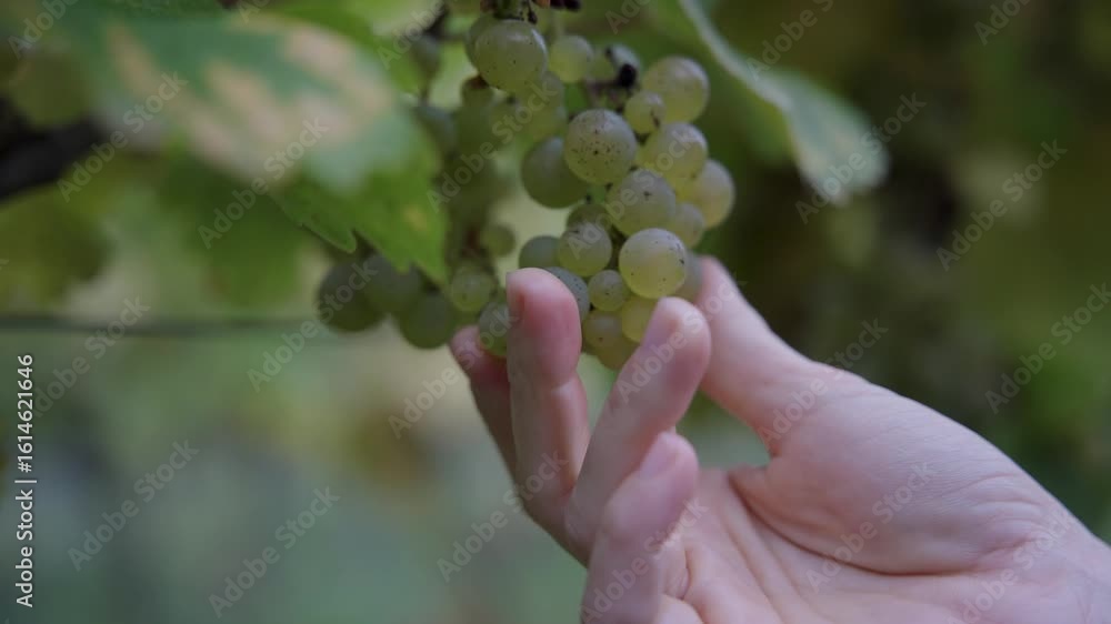 Close-up of a Hand Gently Touching and Inspecting a Bunch of Ripe, Light Green Grapes on the Vine, Ready for Harvest in a Vineyard Close-up of a Hand Gently Touching and Inspecting a Bunch of Ripe, Light Green Grapes on the Vine, Ready for Harvest in a Vineyard
