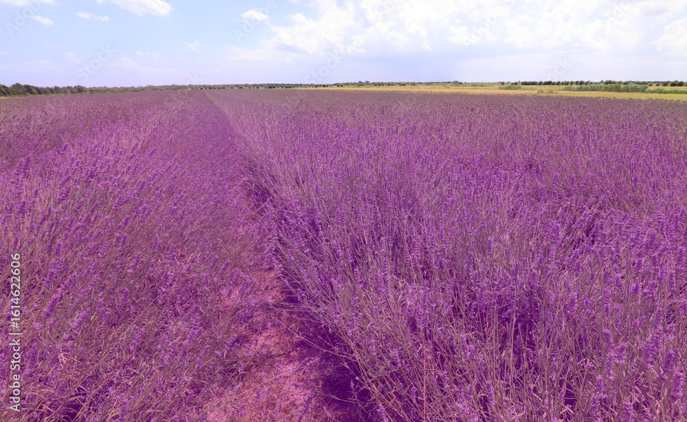 Obraz premium field of lavender flowers bloomed in the plain