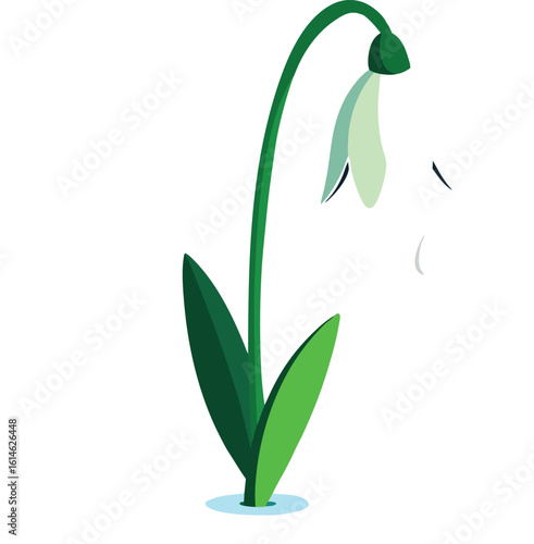 snowdrop flower isolated on white background