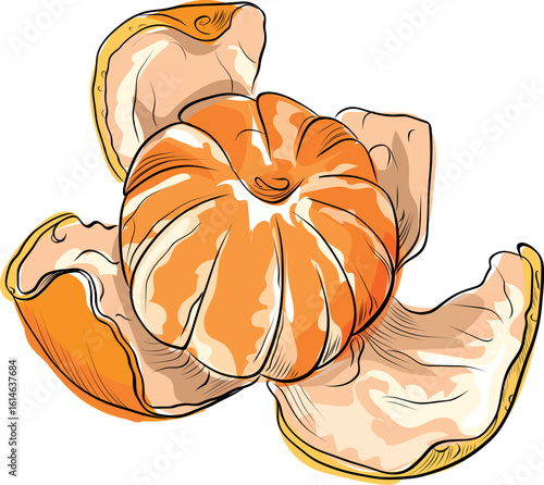 Peeled mandarin with separate skin vector illustration