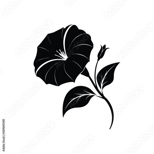 Elegant Black Morning Glory Flower Illustration - Bud & Bloom