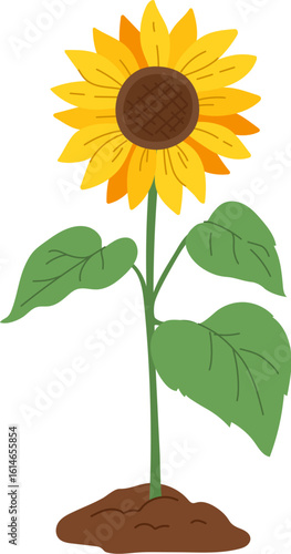 Cartoon sunflower plant with bright yellow petals and green leaves growing from the ground. Isolated vector blooming garden flower with long stem. Agricultural symbol of growth, harvest and farming