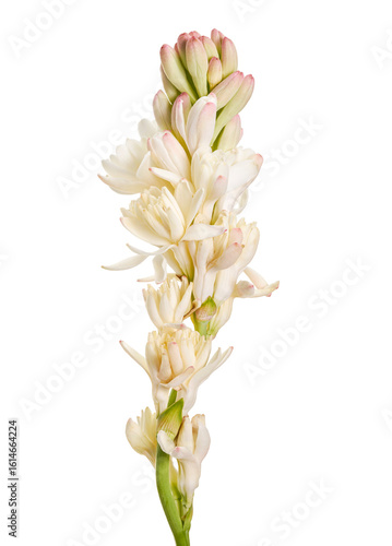 Bild auf Leinwand Tuberose flowers, Polianthes tuberosa, Agave amica, White flowers isolated on wh