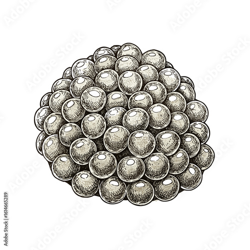 Spherified Mango Caviar, aesthetic composition — vintage ink sketch doodle engraving on white background