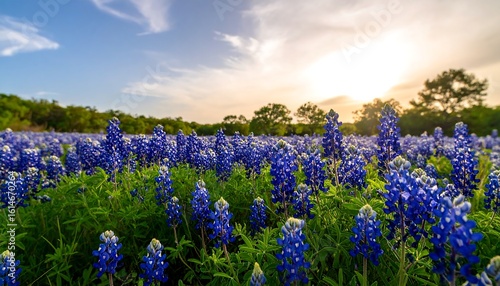 Vast field of bluebonnets at sunset
