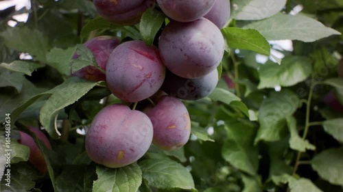 Close-Up View of Ripe Plums Hanging on a Branch in an Orchard Setting