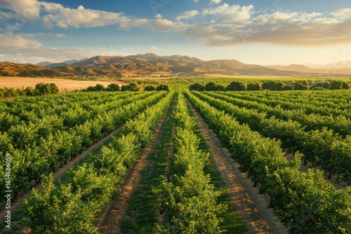 Wallpaper Mural Majestic aerial view of pomegranate orchards flourishing under golden sunlight in a scenic landscape, Aerial shot of rows of pomegranate trees on a farm in Californias Central Valley Torontodigital.ca
