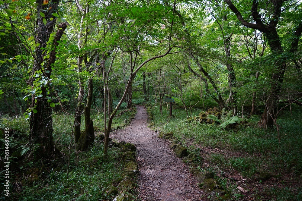 delightful pathway in autumn forest
delightful pathway in autumn forest