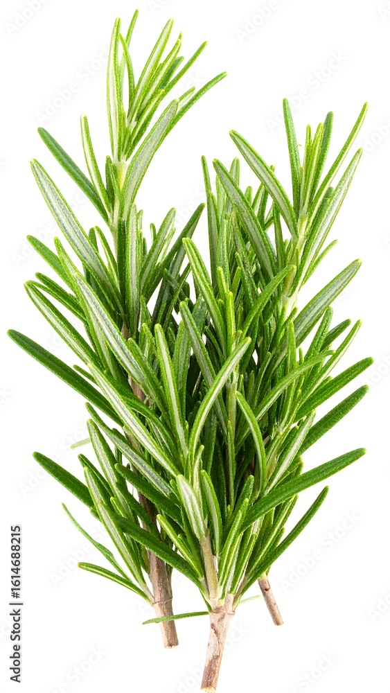 Fototapeta premium Fresh rosemary sprigs (2)