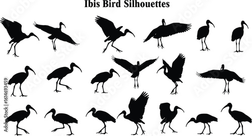 Collection of ibis bird silhouettes in various poses, flying, standing, walking, isolated on white background, perfect for wildlife design, nature art, vector elements