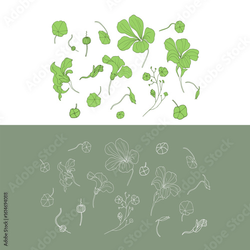 Nasturtium flowers isolated on grey and white background. Set with different nasturtium for your design. 