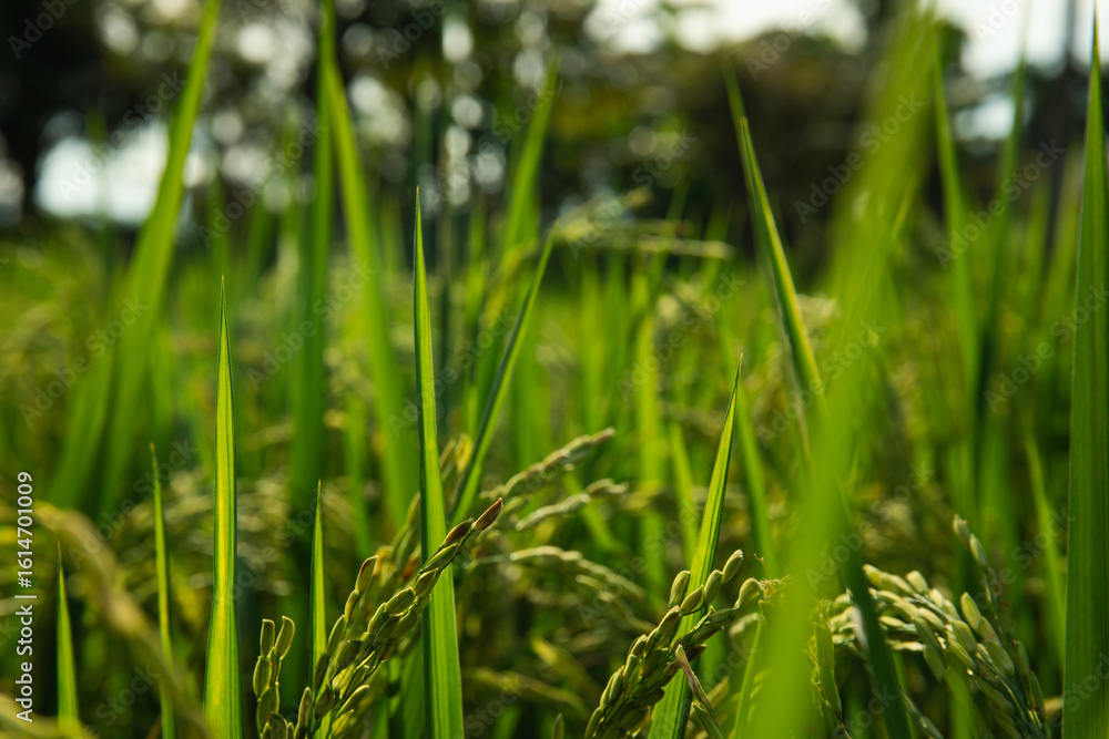 Fototapeta premium Healthy rice plants thrive in an expansive green field