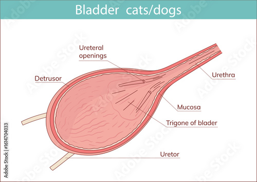 animal bladder vector illustration