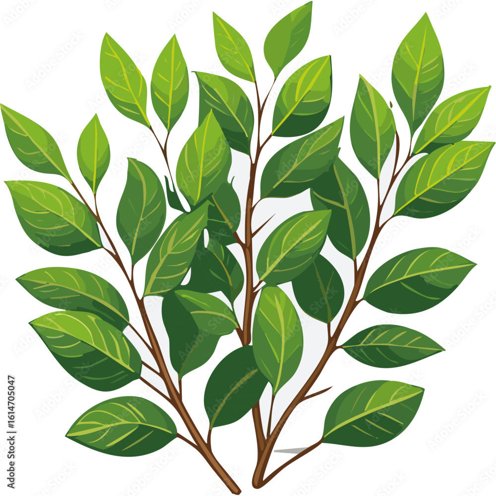 Fototapeta premium Eucalyptus branch with green leaves vector color illustration on isolated background.