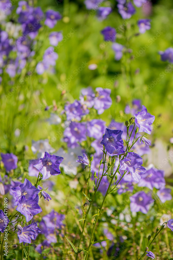 Fototapeta premium Purple bellflowers sway softly in a sunlit garden, showcasing nature's beauty