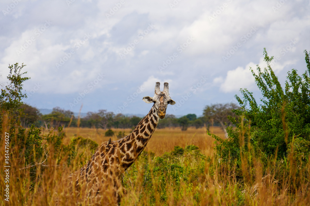 Fototapeta premium Giraffes Roaming the Serengeti