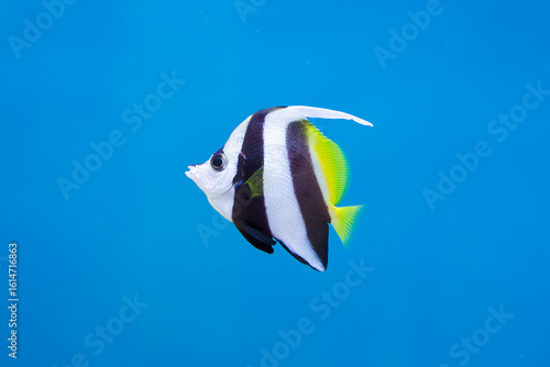 Striking Black, White, and Yellow Longfin Bannerfish in Blue Water. A Longfin Bannerfish (Heniochus acuminatus), with its distinctive black, white, and bright yellow markings, swims in clear water.