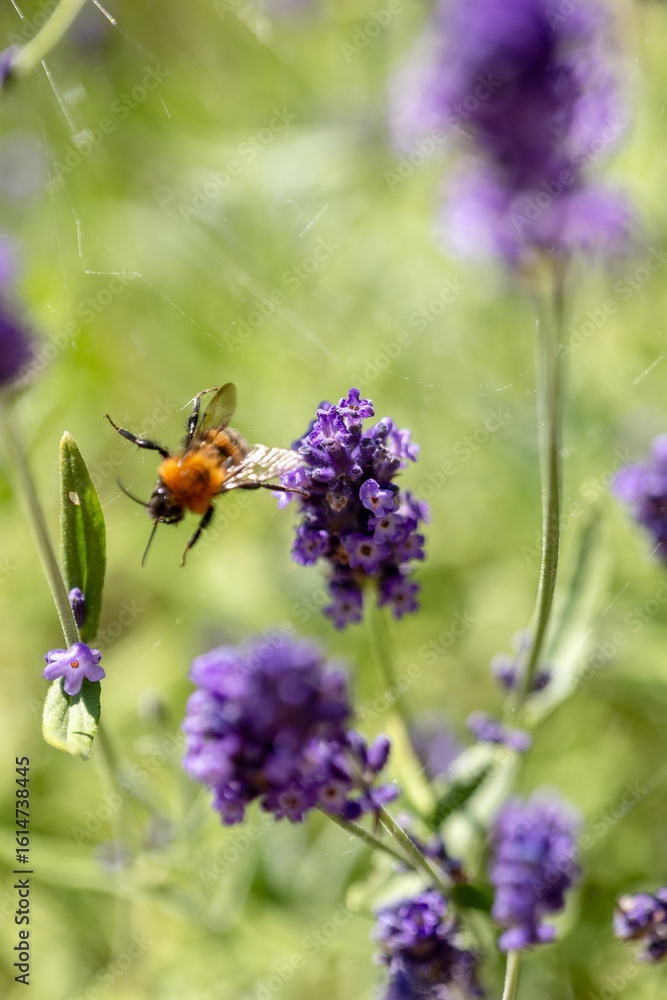 Purple lavender blooming in summer Purple lavender blooming in summer