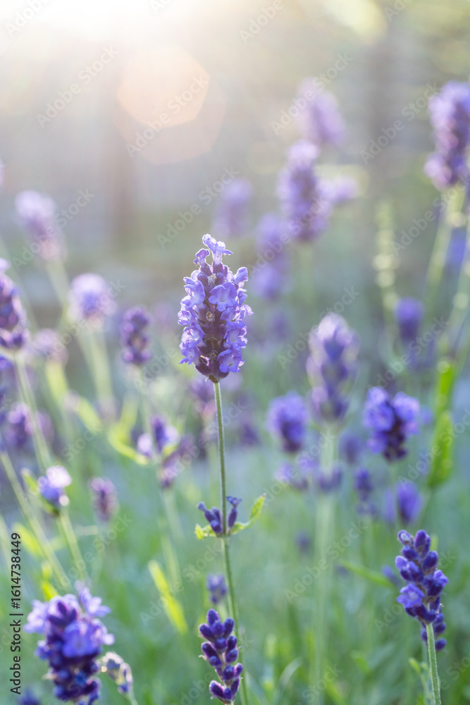 Fototapeta premium Purple lavender blooming in summer