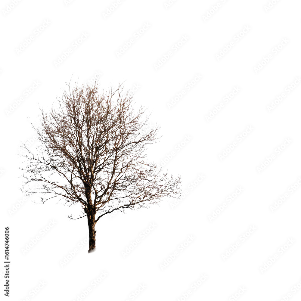 Fototapeta premium A wintry tree against a black background. Sparsely detailed branches