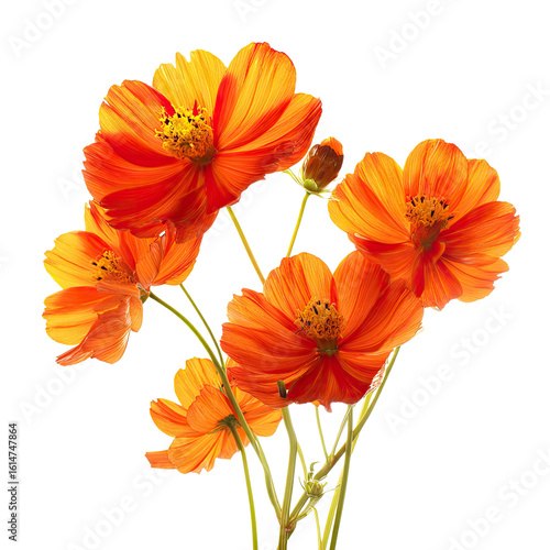 Vibrant orange cosmos flowers close-up