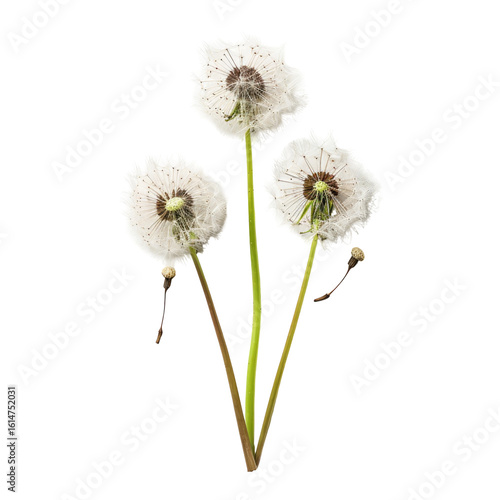 Three dandelion seed heads, white fluffy, on stems