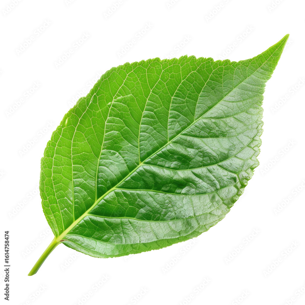 Obraz premium Close-up of a vibrant green leaf (2)