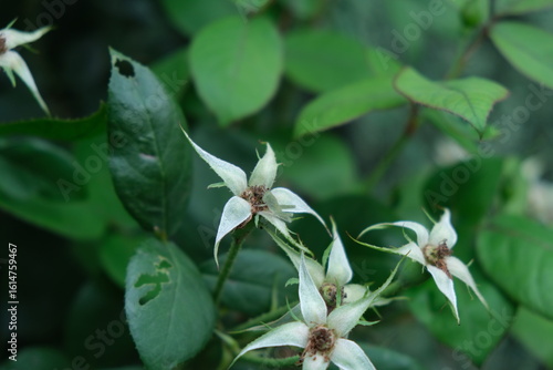 Wallpaper Mural Beautiful Rosa spp. Flower in Free State Botanical Garden, South Africa Torontodigital.ca