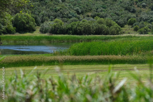 Lush Wetland Vegetation at Free State Botanical Garden, South Africa