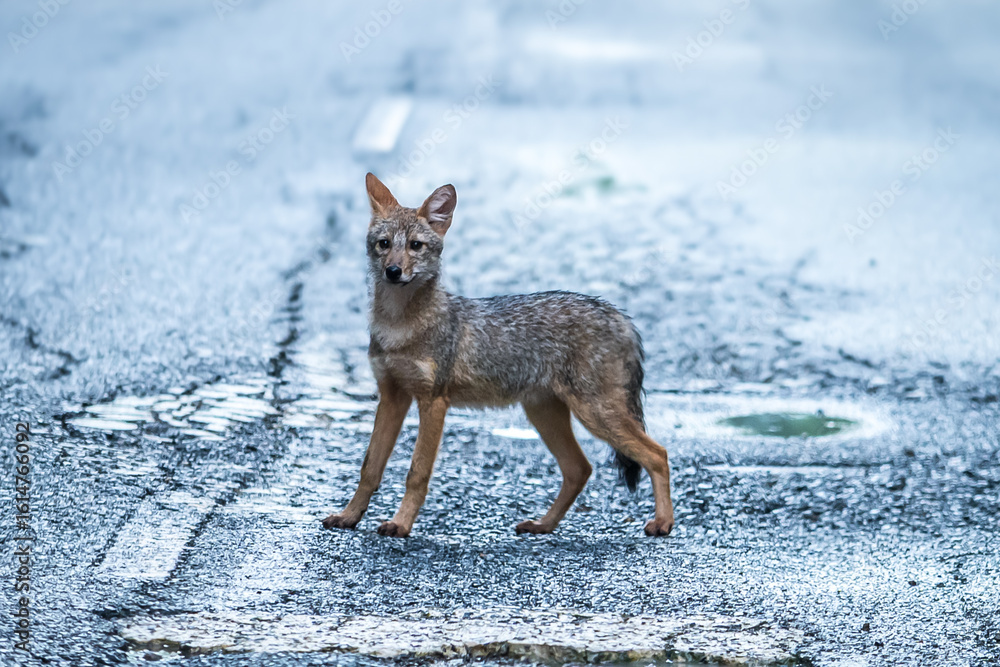 Obraz premium Golden jack The ears are large and erect. The fur on the body is quite long and gray mixed with brown.The distinctive features are the short, bushy tail with a black tip. The fur on the back is black.