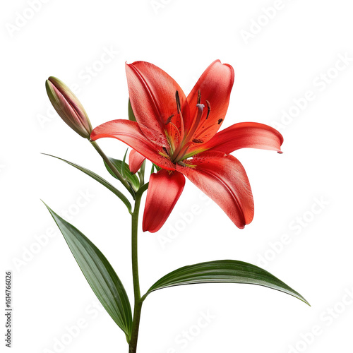 Vibrant red lily with bud and leaves against black
