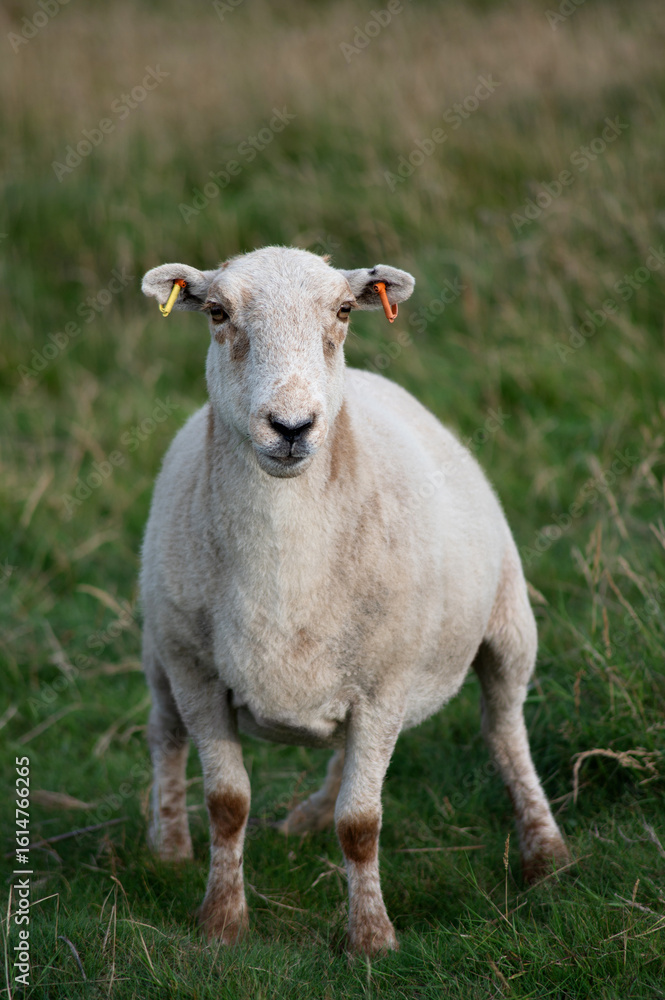 Obraz premium A single white sheep standing in a green meadow.