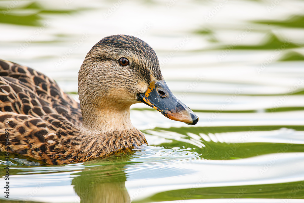 Fototapeta premium Detailed portrait of a female mallard duck swimming